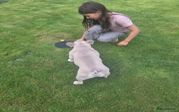 French Bulldog dogs for sale: Dave  - Image 3