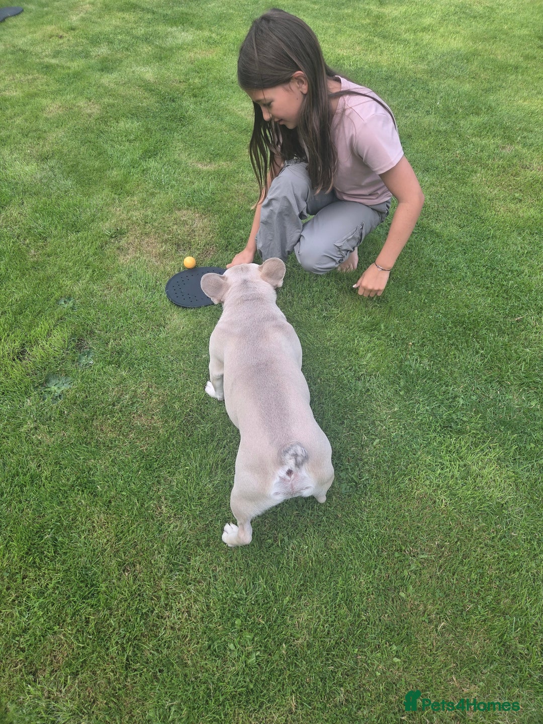 French Bulldog dogs for sale: Dave  - Image 3