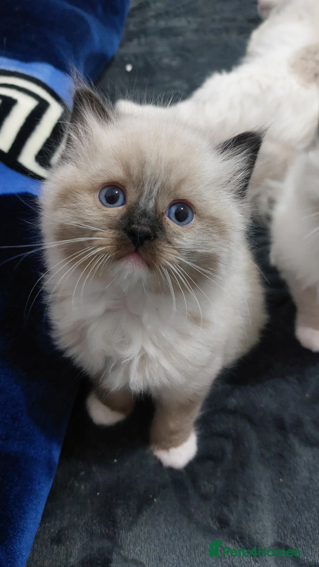 Ragdoll cats for sale: Two gorgeous rag dolls Girl and boy 😺😸 in Leicester - Advert 3