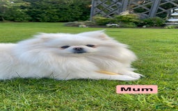 Pomeranian dogs for sale: ✨ 3 White Pomeranian Puppies – CHAMPION BLOODLINE✨ - Image 11