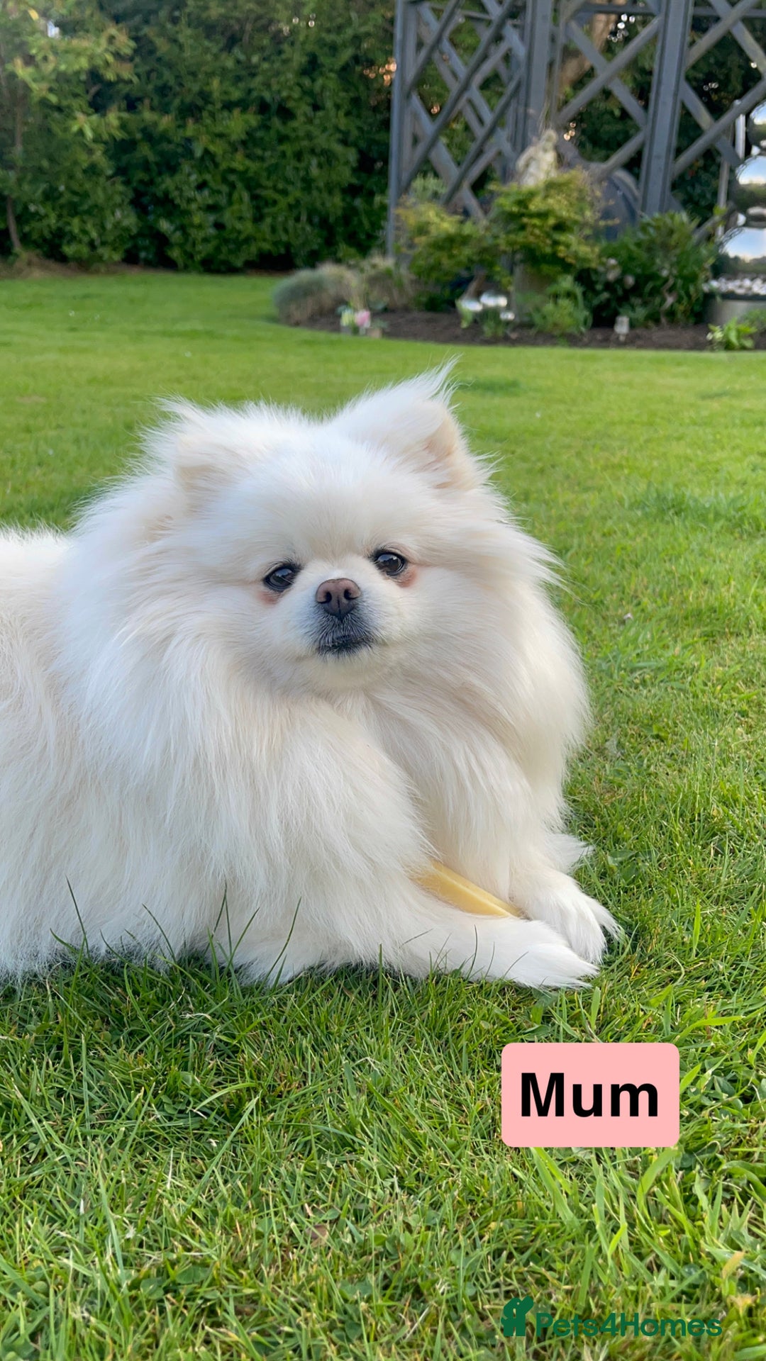 Pomeranian dogs for sale: ✨ 3 White Pomeranian Puppies – CHAMPION BLOODLINE✨ - Image 11
