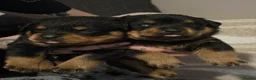 Rottweiler dogs for sale: STUNNING LITTER OF ROTTWEILERS.  - Advert 20