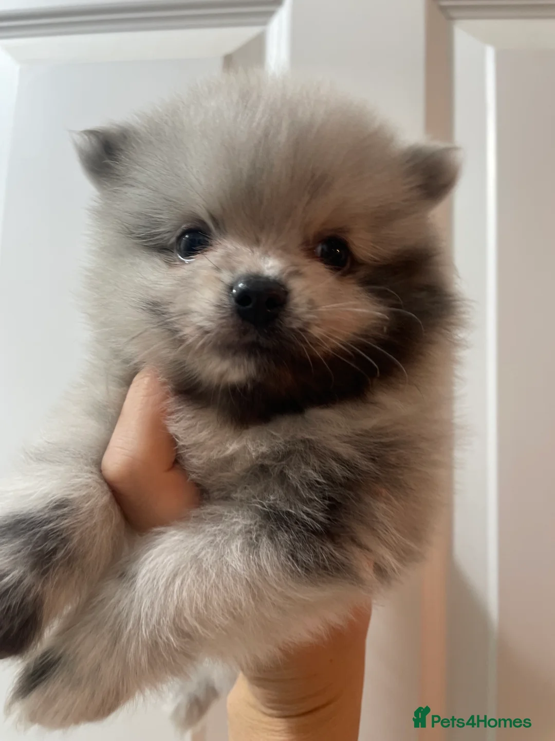 Pomeranian dogs for sale: Beautiful Pomeranian Puppies - Advert 7