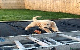 Golden Retriever dogs for sale: Teddy Bear Goldies - Image 15