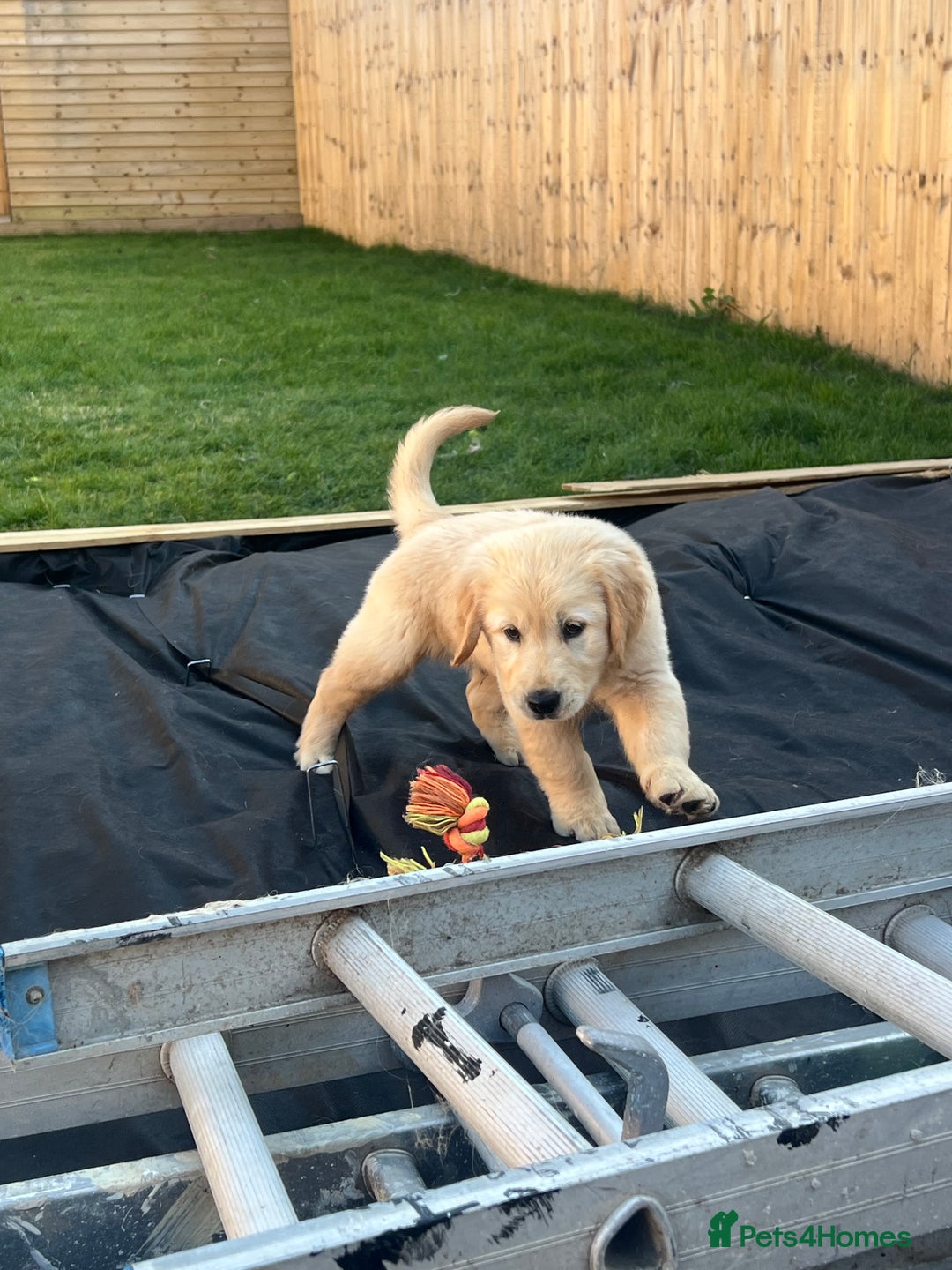 Golden Retriever dogs for sale: Teddy Bear Goldies - Image 15