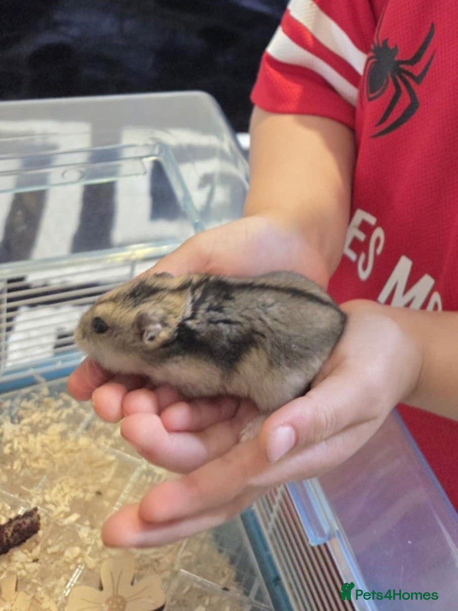 Hamster rodents Dwarf hamster - Advert 1