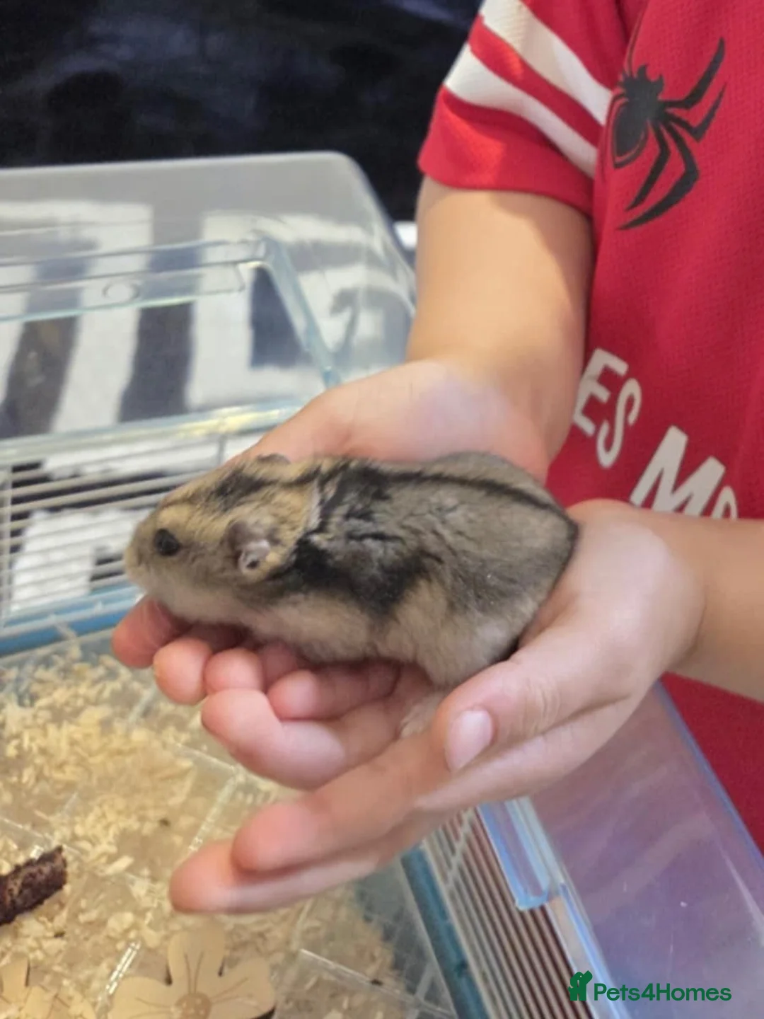 Hamster rodents for sale: Dwarf hamster - Advert 1