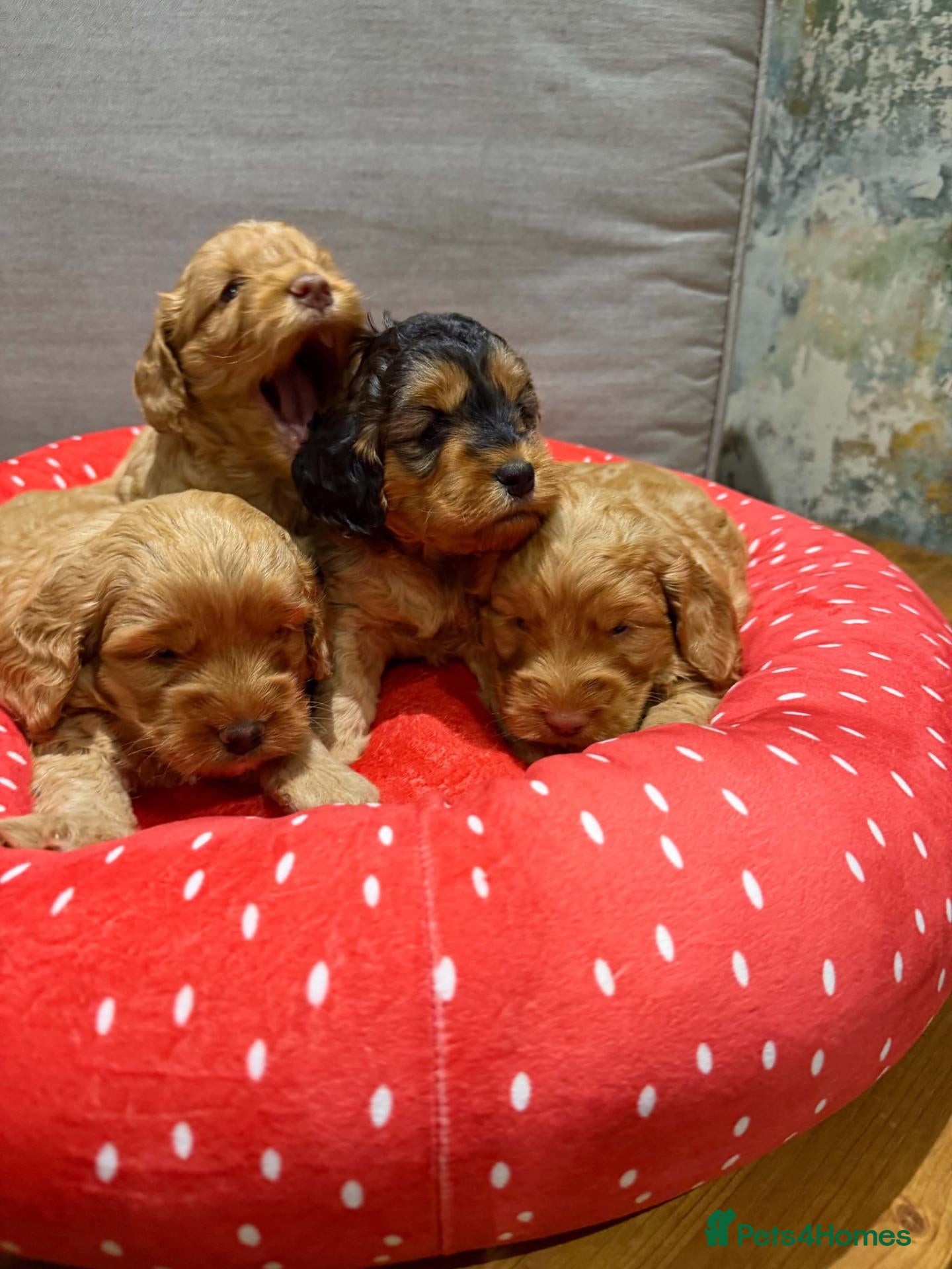 Cockapoo dogs Cockapoos  - Advert 1