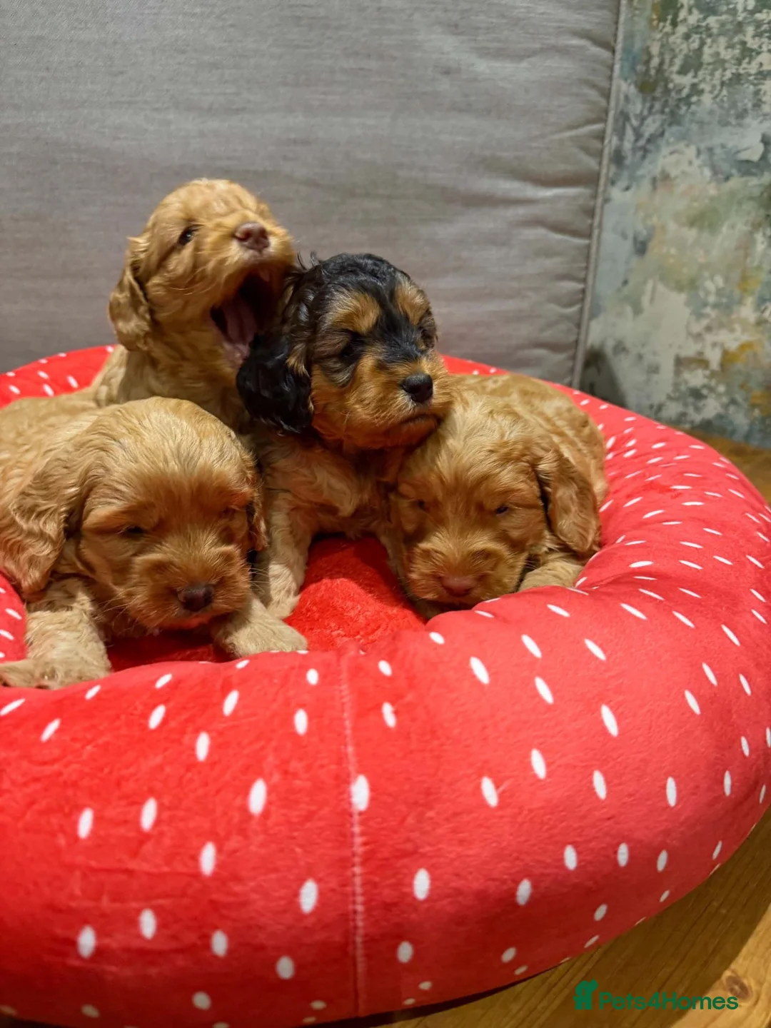 Cockapoo dogs for sale: Cockapoos  - Advert 1
