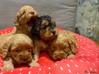 Cockapoo dogs Cockapoos - Advert 1