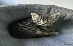 Russian Blue cats for sale: Adorable kittens for sale  - Image 3