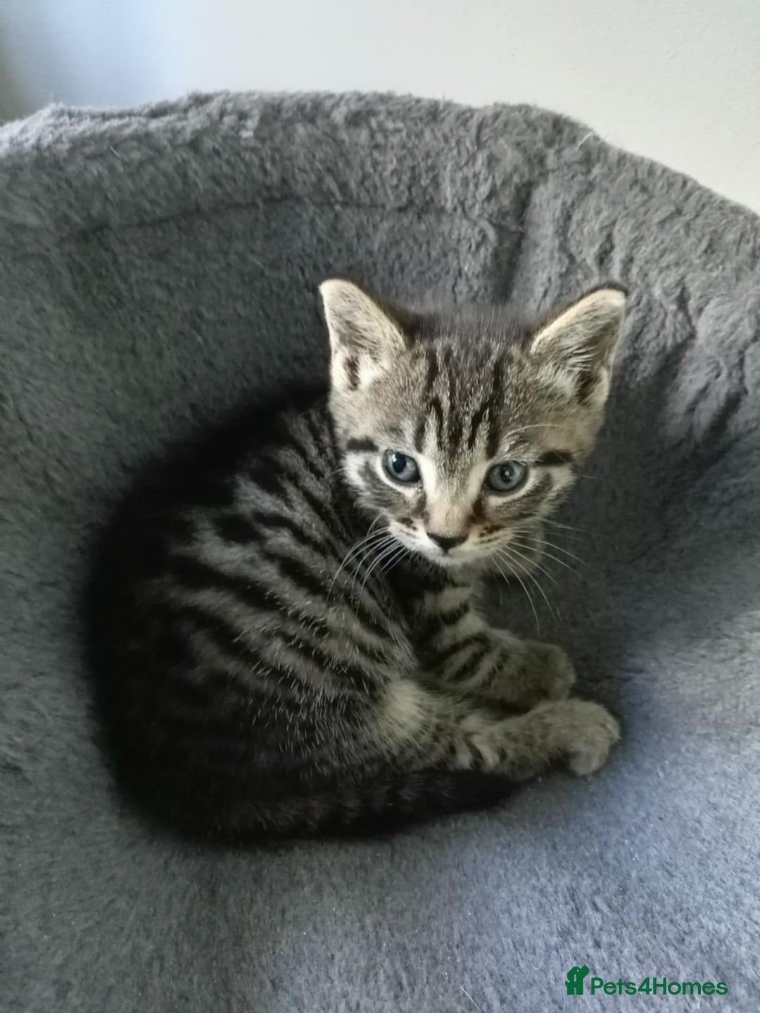 Russian Blue cats for sale: Adorable kittens for sale  - Image 3