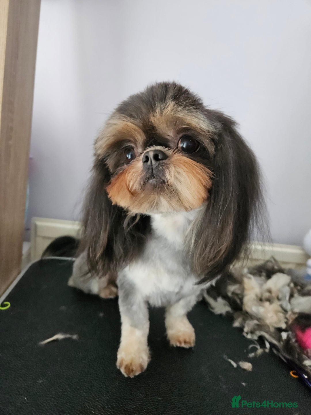Shih Tzu dogs for stud: Stunning imperial Shih tzu for stud - Advert 1