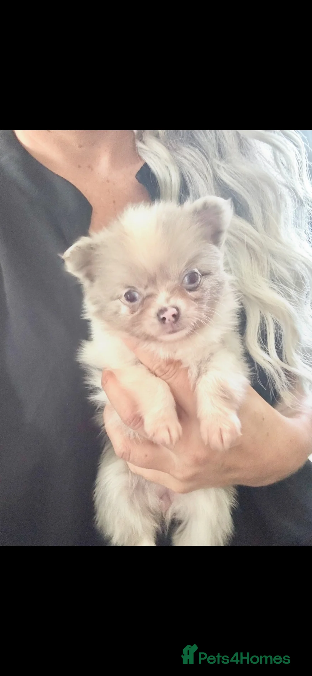 Pomeranian dogs for sale: Tiny beautiful merle Chihuahua cross Pomeranian  - Advert 2