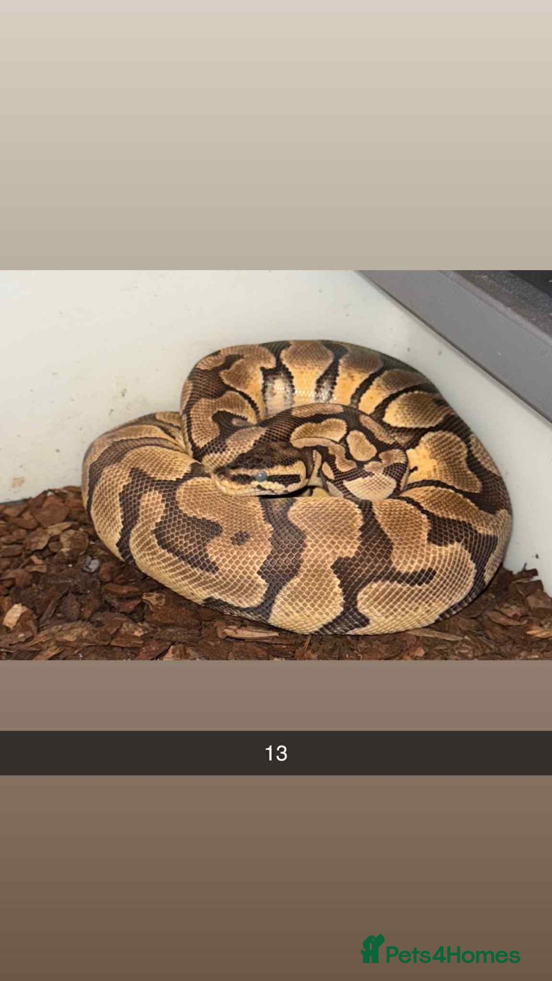 Snake reptiles for sale: Royal Python / Boa  - Image 13