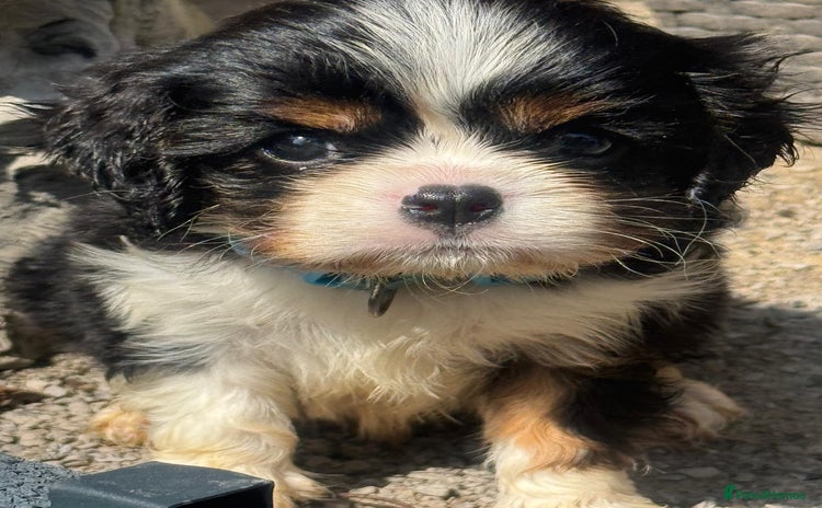 Cavalier King Charles Spaniel dogs - Advert 1