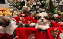 Shih Tzu dogs for sale: 2 Shih Tzu puppies ready for their forever home - Advert 9