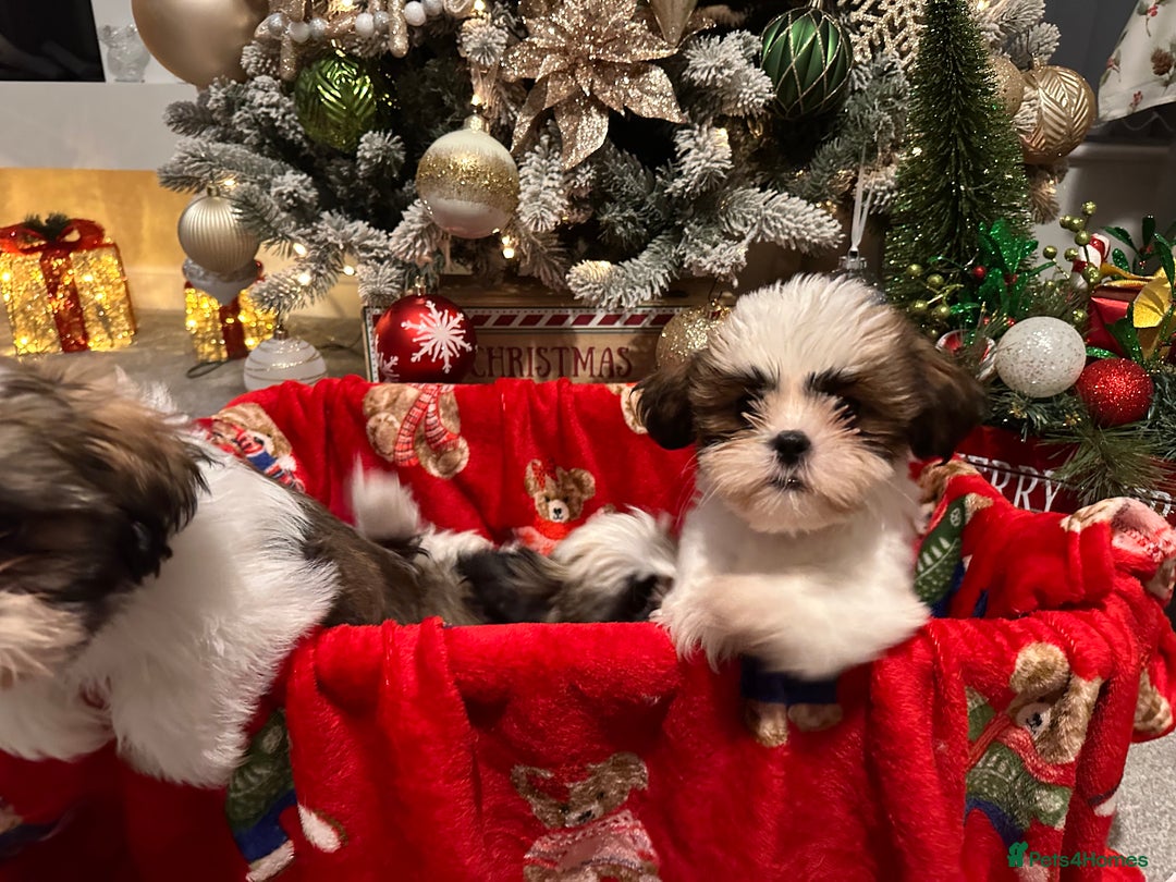 Shih Tzu dogs for sale: 2 Shih Tzu puppies ready for their forever home - Advert 9