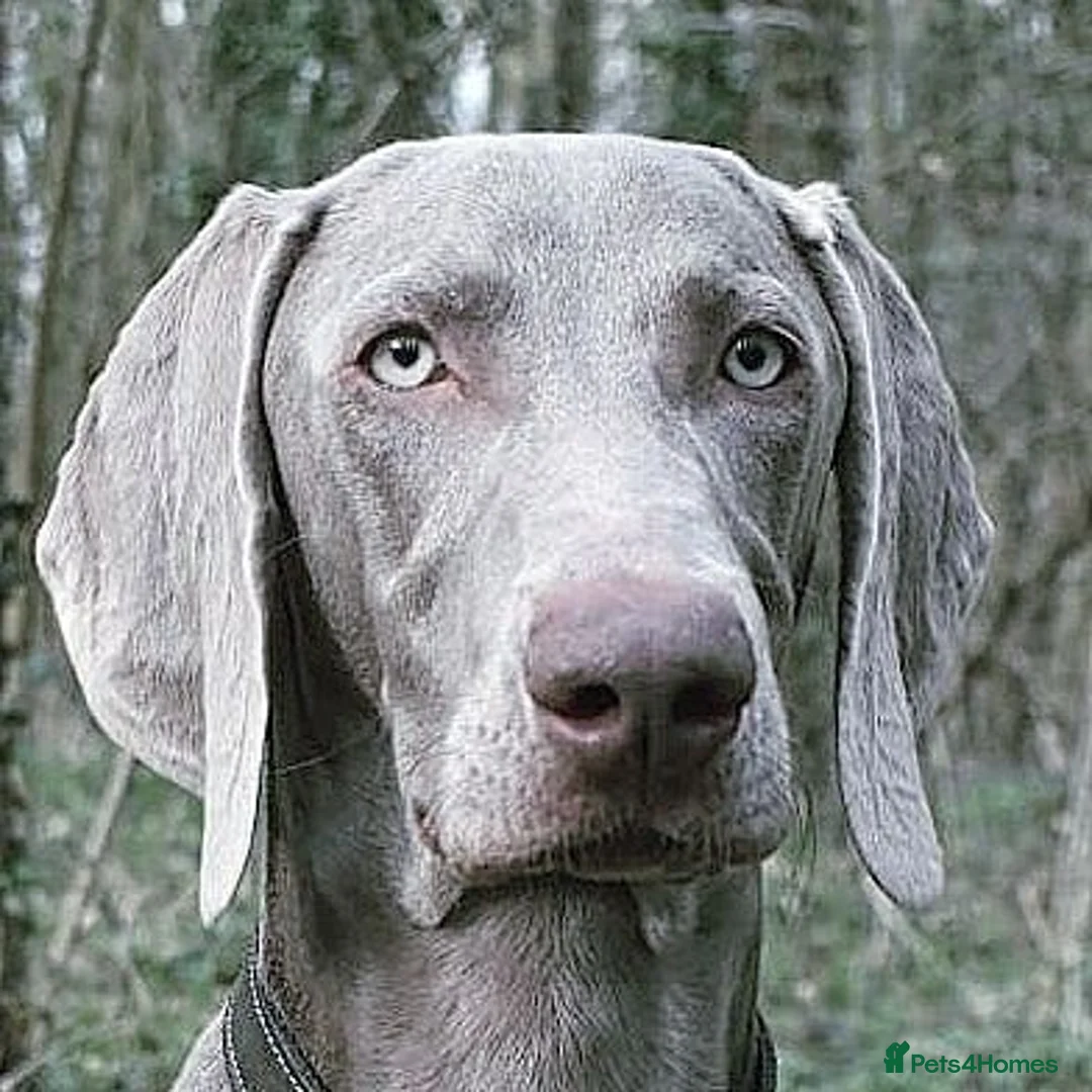 Weimaraner dogs for stud:  KC reg health tested Hipscored stud in Woodbridge - Advert 4
