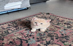 Turkish Angora cats for sale: Pedigree Turkish angora x bengal  - Image 4