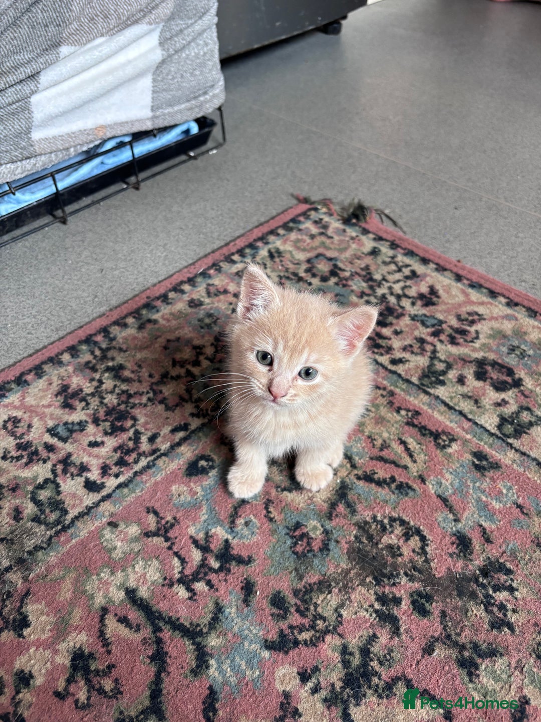 Turkish Angora cats for sale: Pedigree Turkish angora x bengal  - Image 4