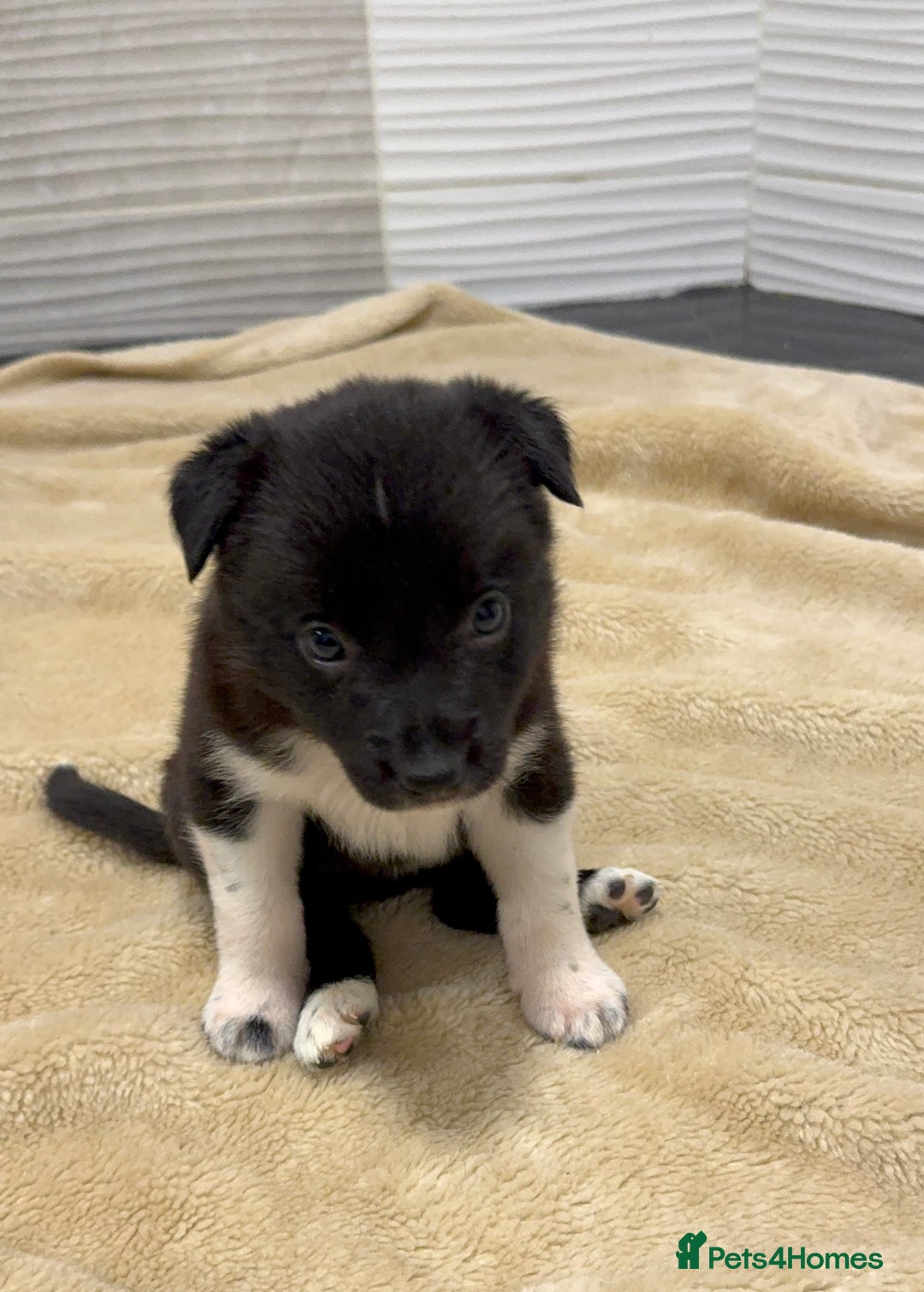 Border Collie dogs for sale: Border Collie Puppies  - Advert 7