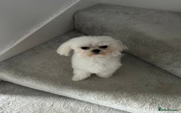Maltese dogs for stud: Tiny micro Maltese Boy for Stud  - Image 5