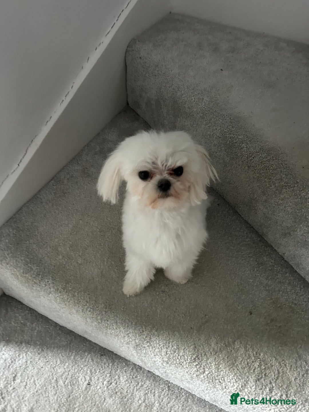 Maltese dogs for stud: Tiny micro Maltese Boy for Stud  - Image 5
