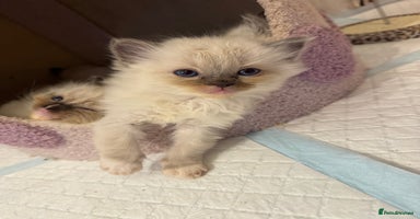 Ragdoll cats - Advert 2