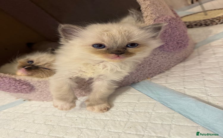 Ragdoll cats - Advert 6