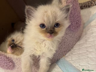 Ragdoll cats - Advert 7