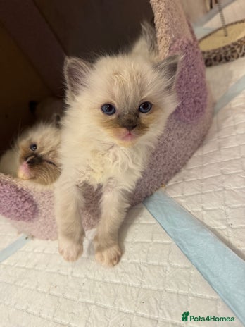 Ragdoll cats - Advert 11