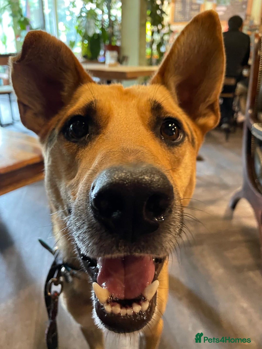 Mixed Breed dogs for adoption: Stunning Alfonz ready for love - Image 4