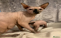 Sphynx cats for sale: Beautiful sphynx kittens - Image 6