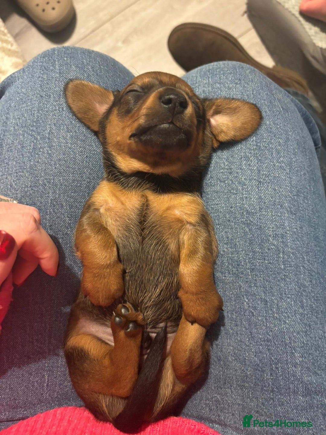 Miniature Dachshund dogs for sale: Miniature shaded red boy available now  - Advert 19