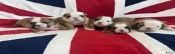 English Bulldog dogs for sale: 🏴󠁧󠁢󠁥󠁮󠁧󠁿 Best of British KC English Bulldogs in Ashington - Advert 13