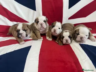English Bulldog dogs 🏴 Best of British KC English Bulldogs - Advert 1