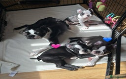 Boston Terrier dogs for sale: KC  Registered 🐕❤️🏠 Puupy 🐕💙🏠Boston Terrier  - Image 3