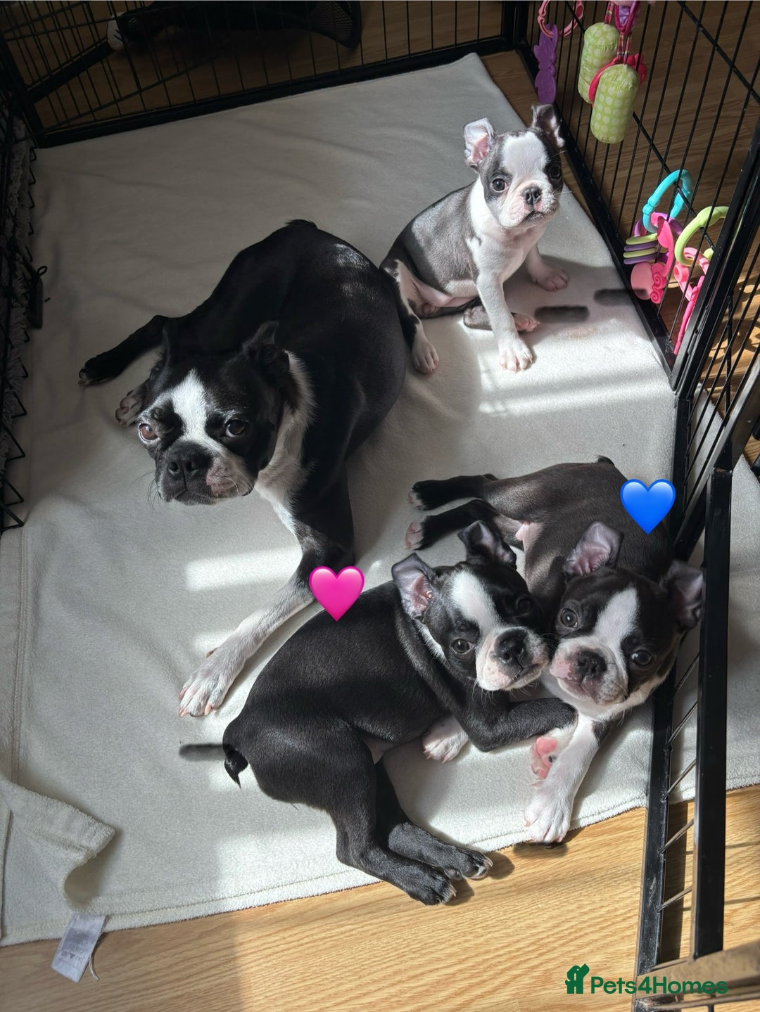 Boston Terrier dogs for sale: KC  Registered 🐕❤️🏠 Puupy 🐕💙🏠Boston Terrier  - Image 3