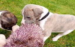 Whippet dogs for sale: Quality KC reg Whippet Puppies - Image 10