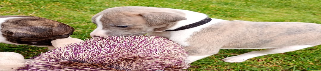 Whippet Puppy 1