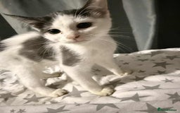 Mixed Breed cats for sale: 4 month old kitten for sale  - Image 1