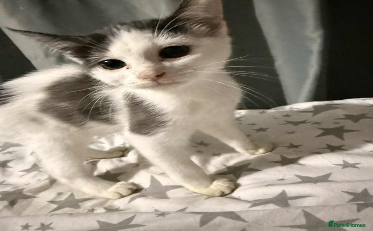 Mixed Breed cats - Advert 8
