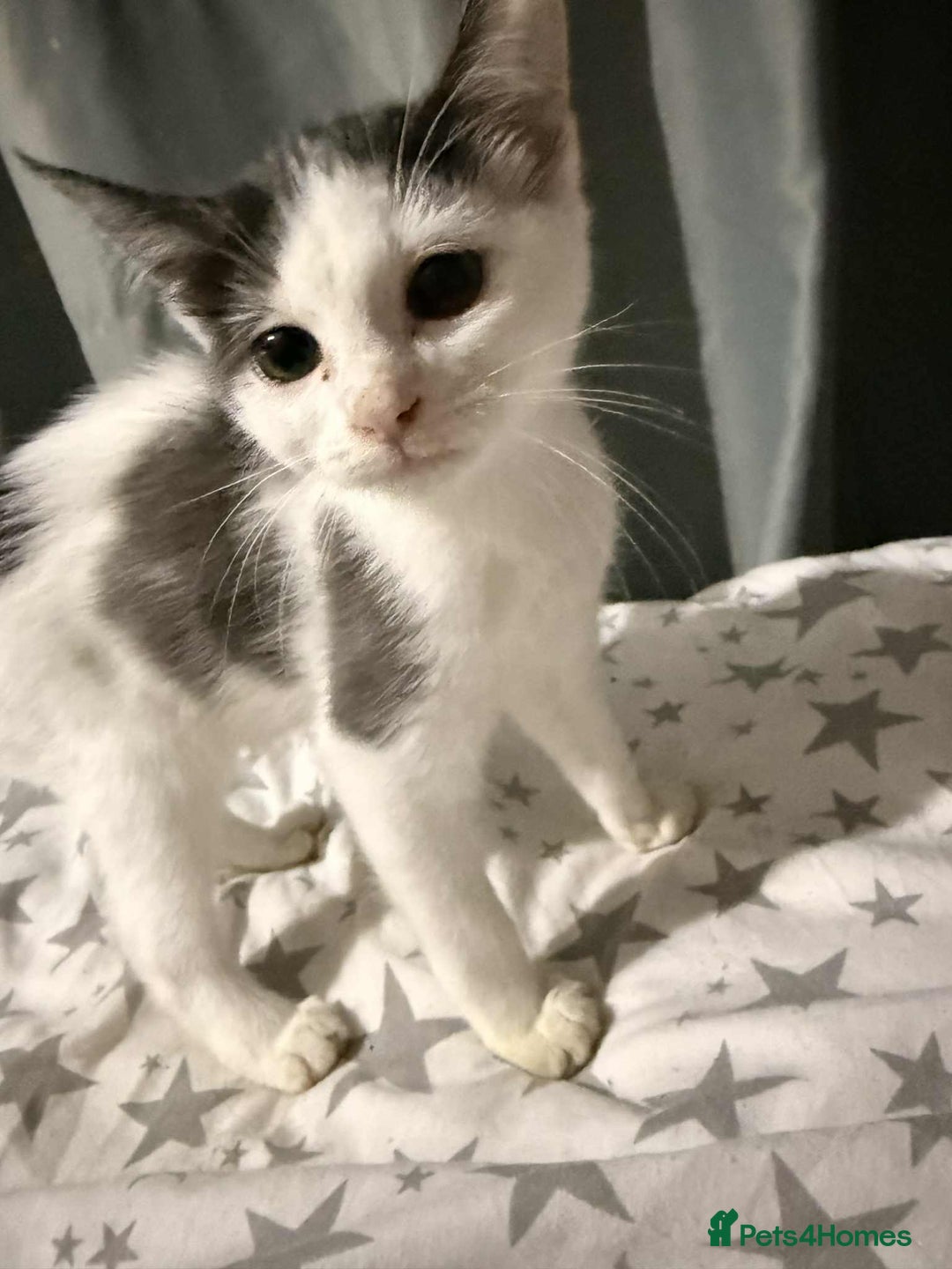 Mixed Breed cats for sale: 4 month old kitten for sale  - Image 1