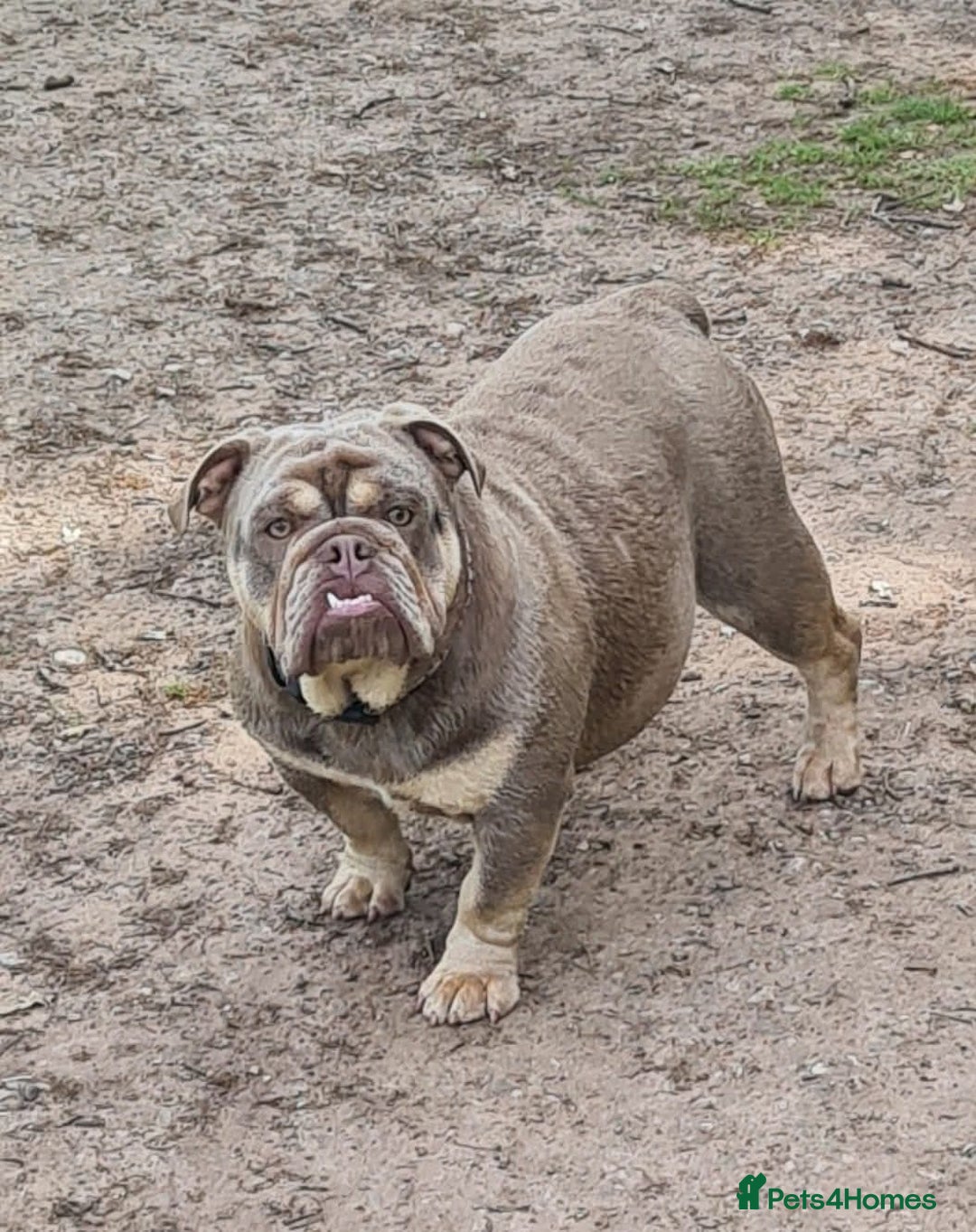 English Bulldog dogs for sale: Dogs for sale - Advert 5