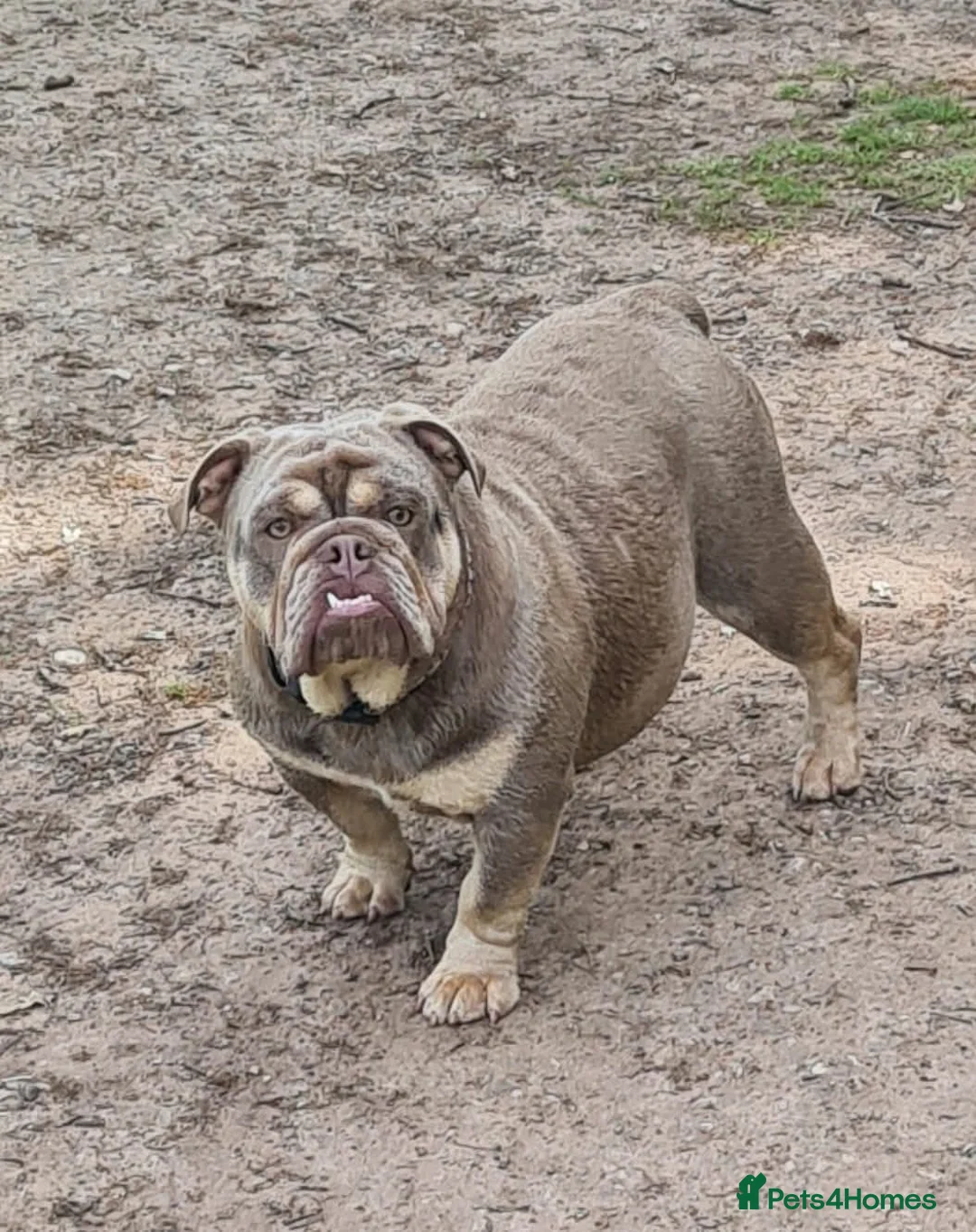 English Bulldog dogs for sale: Dogs for sale - Advert 5