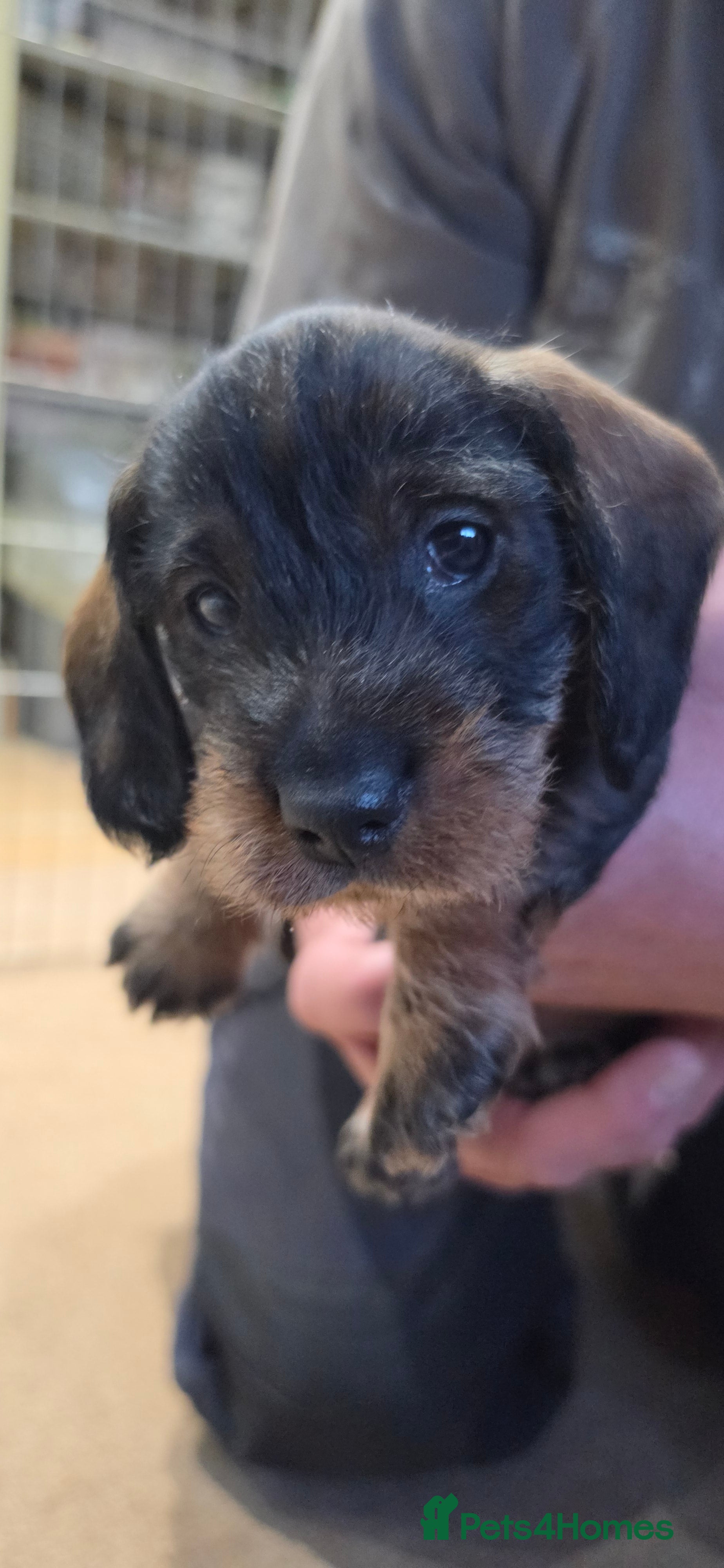 Dachshund dogs KC Dachshund/Teckle Standard Wire Haired Pups - Advert 9