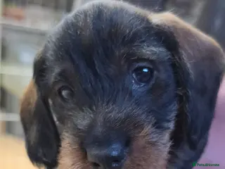 Dachshund dogs KC Dachshund/Teckle Standard Wire Haired Pups - Advert 9