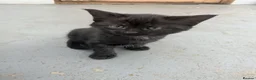 British Longhair cats for sale: 2 black and 2 black and white kittens for sale - Advert 9