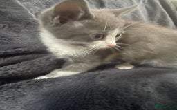 Mixed Breed cats for sale: Grey and white kittens - Image 7